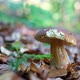 White Mushroom in Summer Forest - VideoHive Item for Sale