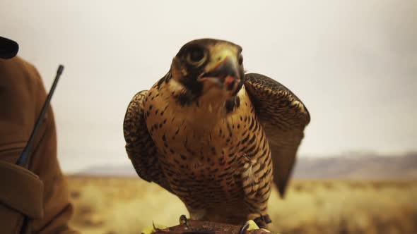 Close up of a falcon looking down to eat then looking up with meat and feather stuck to its beak wit