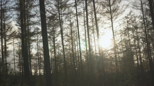 Komorebi sunlight flickering through trees in autumnal forest, tree silhouettes