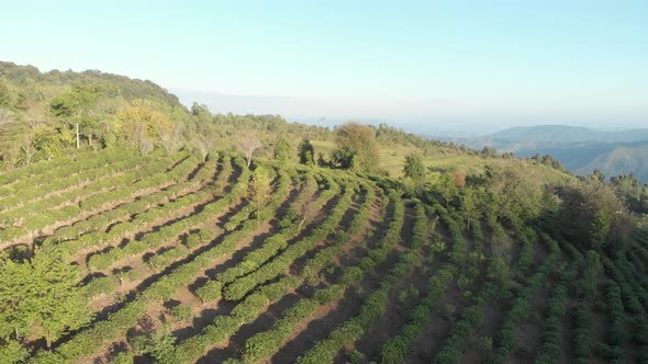 Unique aerial view of tea plantation on hill. Camelia green tea crops in row pattern