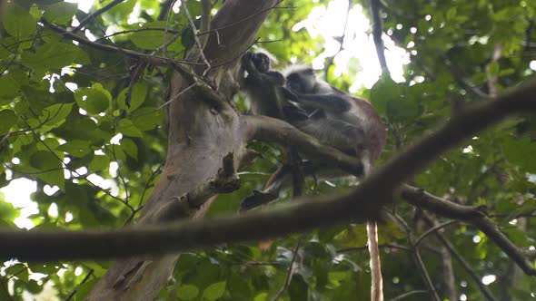 Zanzibar red colobus on tree branch grooming fur of another monkey.