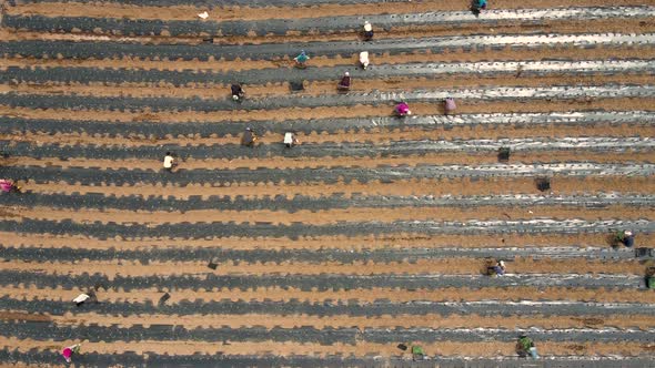 Aerial View of Agricultural Field