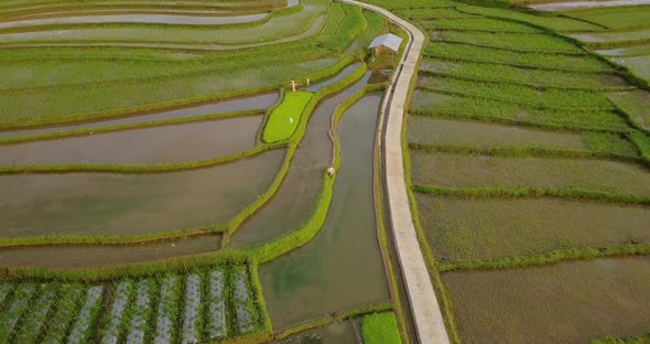 Aerial view of terraced rice fields in Magelang, Indonesia. round drone shoot of tropical landscape.