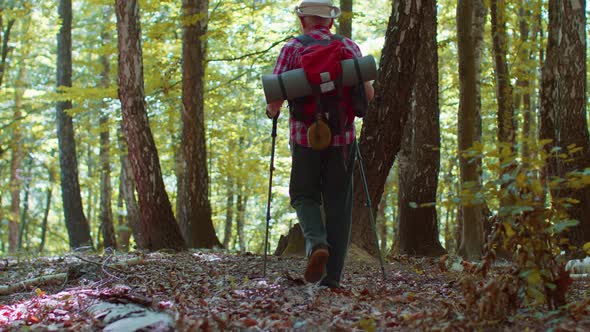 Rear View of Senior Caucasian Grandfather Man Tourist Walking in Forest with Sticks on Sunny Day