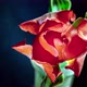 Flowering tulip - VideoHive Item for Sale