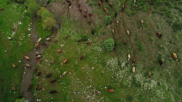 Cows Grazing On Meadow