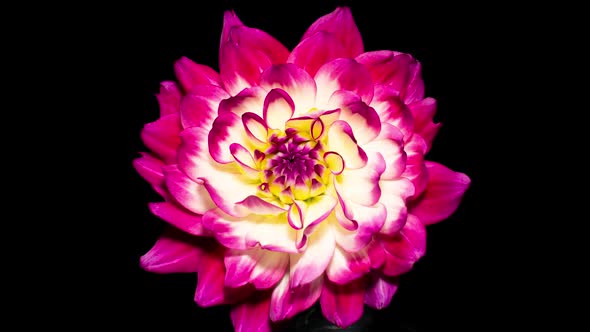 Purple White Dahlia Flower Opens in Time Lapse on a Black Background. The Pink Plant Blooming