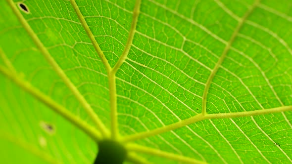 Green Leaf In Nature