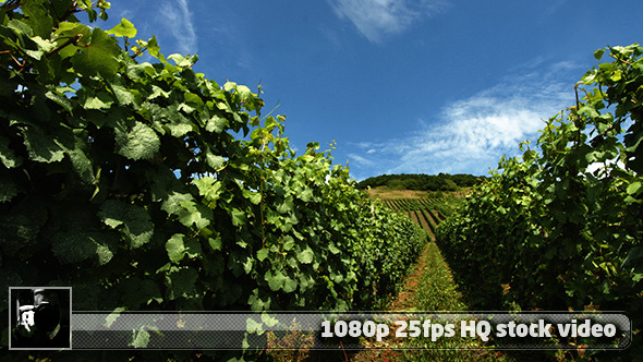 Moselle Valley Wineyard 2