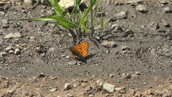 Black Orange Butterfly on Ground Surface