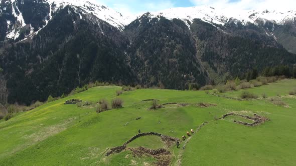 Cows and Shepherds in High Plateau Meadows in Forested Mountains