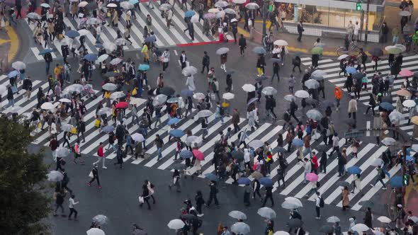 Shibuya Crossing In Tokyo Japan 