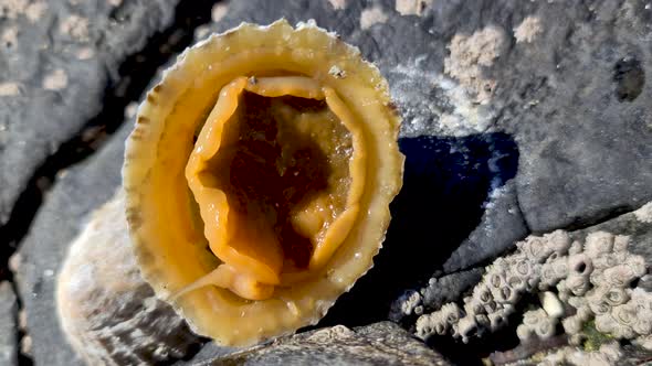 The Common Limpet Patella Vulgata Sea Mollusc is an Aquatic Snail with Uncommonly Strong Teeth