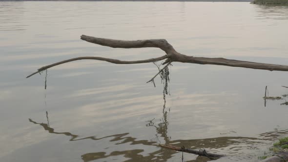 Danube river relaxing scenery with branch stranded on bech and reflected on water surface  4K 2160p 