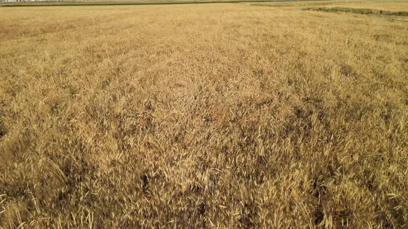 aerial wheat fields