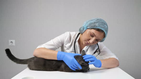 Young Doctor Veterinarian Examines a Beautiful Gray Cat