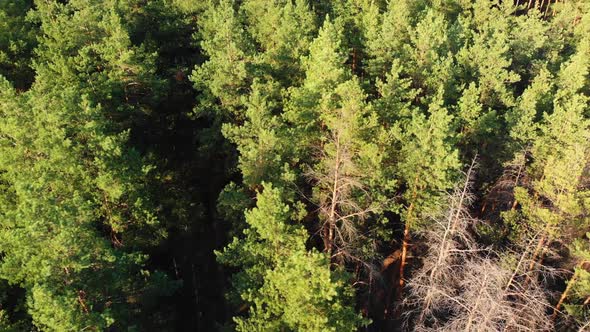 Pine Forest, Aerial View with Drone. Top View in Pine Wood Park on Forest Trees.