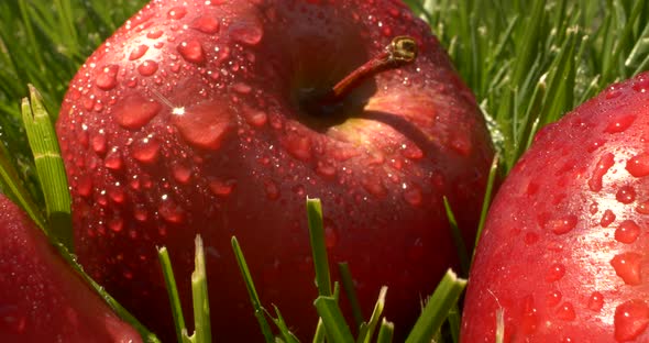 Closeup Beautiful Red Apple Fruits with Water Drops on Green Grass with Sunlight