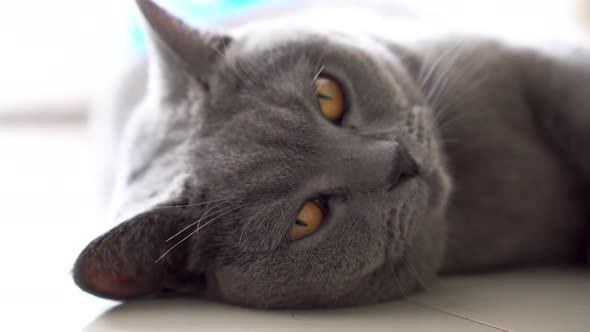 Cute Gray Cat Looking at Something with Curiosity at Home