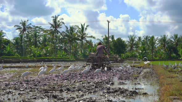 Farmers in South-Eastern Asia Plow a Rice Field Using a Hand Tractor. Travel To Asia Concept