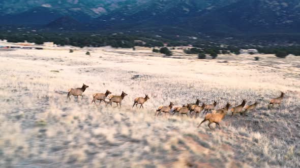 Elk Herd Running In Mountain Valley Close Up Drone Footage