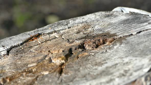 Dolichomitus imperator is a species of Hymenoptera in the family ichneumon wasps