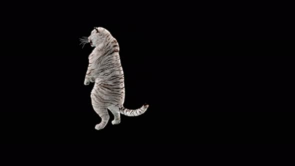 68 White Tiger Dancing 4K