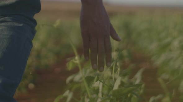 Man walks through crop field feeling the plants with his hand. Slow motion, close up