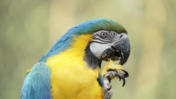 Vivid appearance blue and yellow macaw, ara ararauna, eating fruit with its beak from claw during th