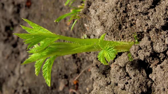 Green Raspberry Sprouts Grow Out of Garden Ground Close