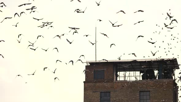 Flock of Birds Above Old Abandoned Building.