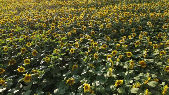 Quadcopter Flight Over A Blossoming Sunflower Field.