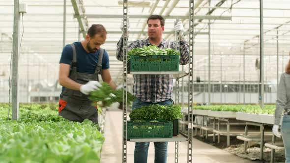 Farm Worker in a Modern Greenhouse Harvesting Green Salad