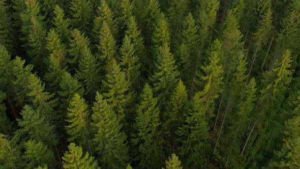 Flight Above Spruce Forest