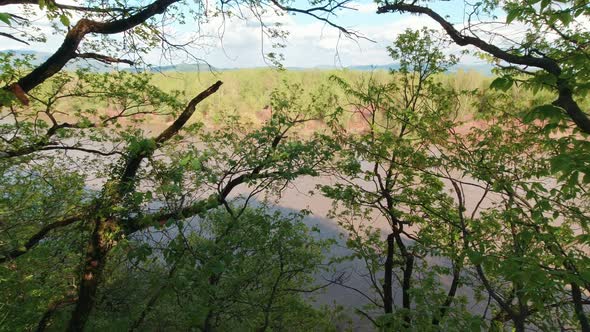 River Behind Tree Slow Motion