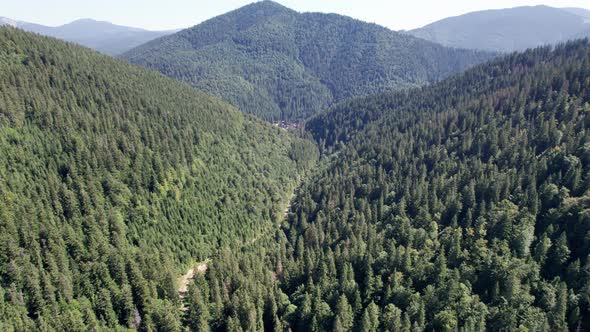 Panoramic Aerial View of the Carpathian Mountains with a Dense Green Pine Forest