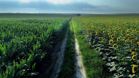 Sunflower and Corn Field