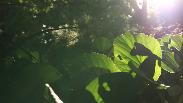 Sliding Forest 04 alt