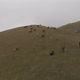 Aerial Shot of a Herd of Cows Grazing in the Mountains - VideoHive Item for Sale