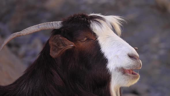 Portrait of Arabian Tahr or Mountain Goat Resting on Rock Wadi Ghul Aka Grand Canyon of Oman in