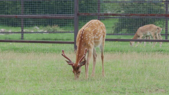 Sika Deer, Cervus Nippon Also Known As the Spotted Deer or the Japanese Deer. Ruminant Mammal Is