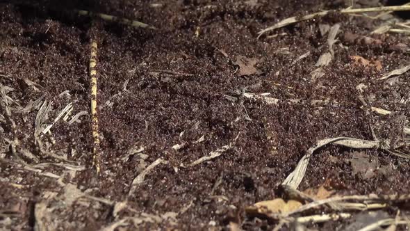 Ants Crawling on Anthill in Woods