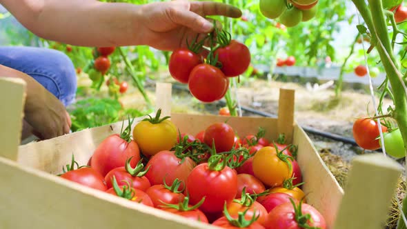 Woman's Hands Harvesting Fresh Organic Tomatoes Putting in Box