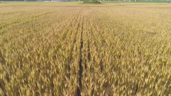 Yellow Wheat Field