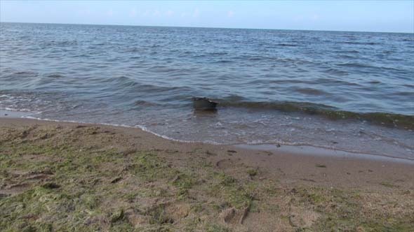 U.S Military Helmet M1 alt