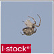 Spider 3 - VideoHive Item for Sale