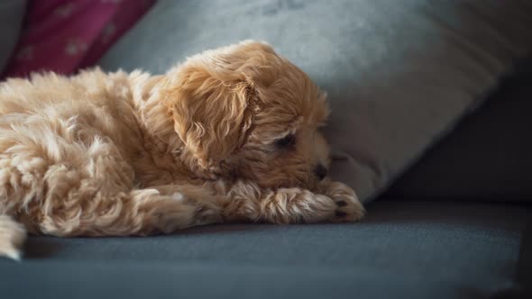 Little Cute Cream Puppy on the Gray Couch