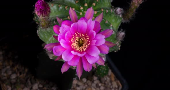 Pink Flower Timelapse of Blooming Echinopsis Cactus Opening