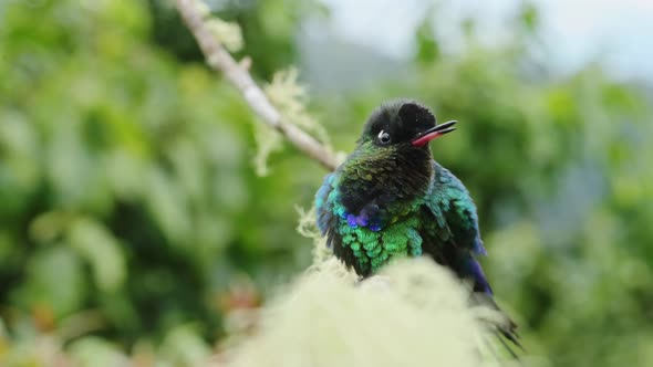 Costa Rica Fiery Throated Hummingbird (panterpe insignis) Chirping Making Noise and Showing Territor