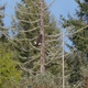 Bald Eagle Fly's From Dead Snag in Forest - VideoHive Item for Sale